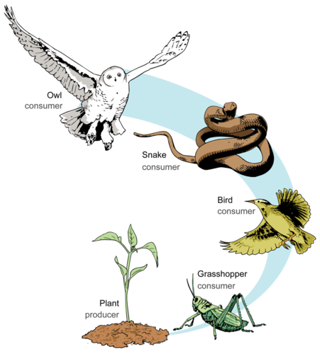 Food Chain | E-Learning for Science Subject
